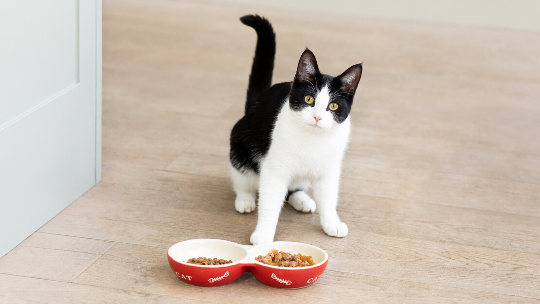 Feeding adult shop cat kitten food